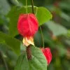 Abutilon Megapotamicum | 3L Pot (60cm Cane) -All Plants Sales Store PL30004652 166e