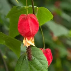 Abutilon Megapotamicum | 3L Pot (60cm Cane)