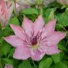 Clematis Sarah Elizabeth ('Evipo098') (PBR) (Boulevard Series) | 3L Pot -All Plants Sales Store PL30004658 7dc4