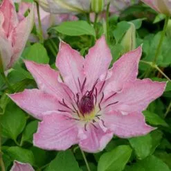Clematis Sarah Elizabeth ('Evipo098') (PBR) (Boulevard Series) | 3L Pot