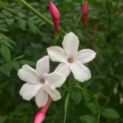 Jasminum Officinale Inverleith | 3L Pot