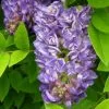 Wisteria Frutescens Longwood Purple | 3L Pot -All Plants Sales Store PL30004662 d240