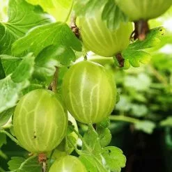 Gooseberry Hinnonmäki Grön | 3L Pot
