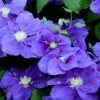 Clematis Kingfisher ('Evipo037') (PBR) | 3 Lt Pot -All Plants Sales Store PL30004689 2d0a