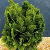 Chamaecyparis Lawsoniana Minima Glauca | 3L Pot -All Plants Sales Store PL30004706 5286