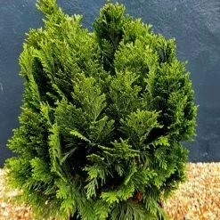 Chamaecyparis Lawsoniana Minima Glauca | 3L Pot