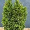 Chamaecyparis Lawsoniana Ellwood's Pillar ('Flolar') | 3L Pot