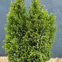 Chamaecyparis Lawsoniana Ellwood's Pillar ('Flolar') | 3L Pot