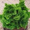 Chamaecyparis Lawsoniana Minima Aurea | 3 Litre Pot -All Plants Sales Store PL30004709 d947