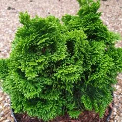 Chamaecyparis Lawsoniana Minima Aurea | 3 Litre Pot