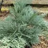 Chamaecyparis Lawsoniana Pembury Blue | 3L Pot -All Plants Sales Store PL30004710 4352