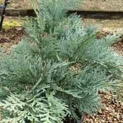 Chamaecyparis Lawsoniana Pembury Blue | 3L Pot