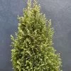 Chamaecyparis Lawsoniana Snow White | 3L Pot -All Plants Sales Store PL30004712 7962
