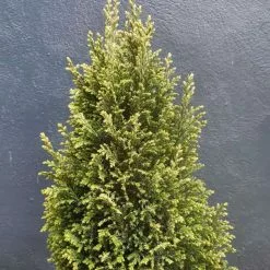 Chamaecyparis Lawsoniana Snow White | 3L Pot