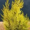 Chamaecyparis Lawsoniana Ivonne | 3L Pot -All Plants Sales Store PL30004713 4060