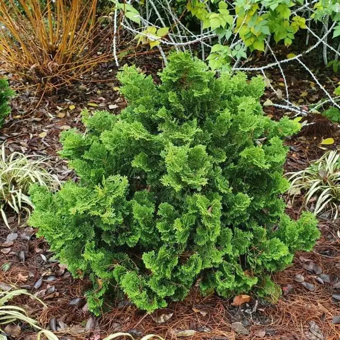 Chamaecyparis Obtusa Nana Gracilis | 2 Litre Pot 3 Chamaecyparis Obtusa Nana Gracilis | 2 Litre Pot