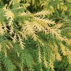 Cryptomeria Japonica Sekkan-sugi | 3L Pot