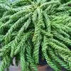 Cryptomeria Japonica Spiralis | 3L Pot -All Plants Sales Store PL30004720 447f