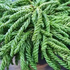 Cryptomeria Japonica Spiralis | 3L Pot