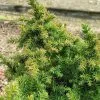 Cryptomeria Japonica Vilmoriniana | 3L Pot