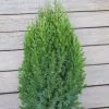 Juniperus Chinensis Stricta | 2 Litre Pot -All Plants Sales Store PL30004725 225f