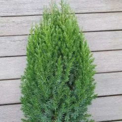 Juniperus Chinensis Stricta | 2 Litre Pot