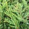 Juniperus Communis Green Carpet | 3L Pot 2 Juniperus Communis Green Carpet | 3L Pot -All Plants Sales Store PL30004727 986f