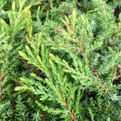 Juniperus Communis Green Carpet | 3L Pot