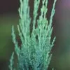 Juniperus Scopulorum Blue Arrow | 3 Litre Pot -All Plants Sales Store PL30004728 b953