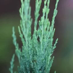 Juniperus Scopulorum Blue Arrow | 3 Litre Pot