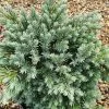 Juniperus Squamata Blue Star | 3L Pot -All Plants Sales Store PL30004730 3ee4