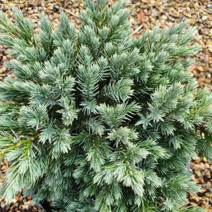Juniperus Squamata Blue Star | 3L Pot 3 Juniperus Squamata Blue Star | 3L Pot
