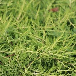 Juniperus × Pfitzeriana Old Gold | 3L Pot