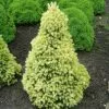 Picea Glauca Var. Albertiana J.W. Daisy's White | 3L Pot -All Plants Sales Store PL30004735 cc69