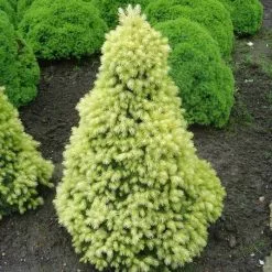 Picea Glauca Var. Albertiana J.W. Daisy's White | 3L Pot
