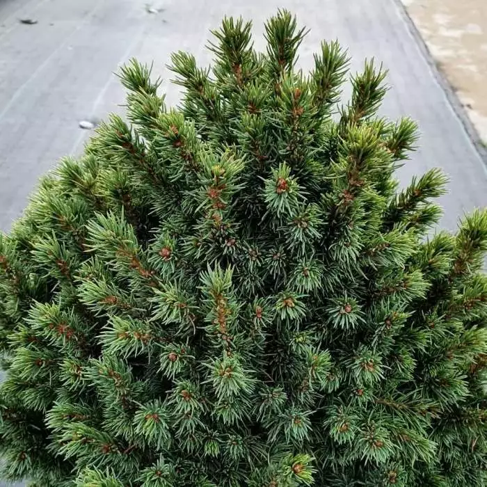 Picea Glauca Var. Albertiana Alberta Globe | 3L Pot 3 Picea Glauca Var. Albertiana Alberta Globe | 3L Pot