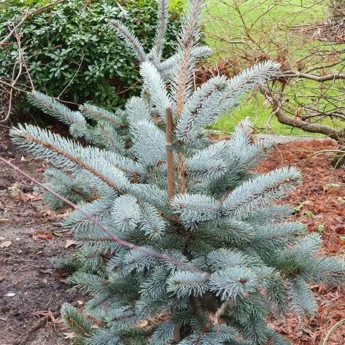 Picea Pungens (Glauca Group) Hoopsii | 3 Litre Pot 3 Picea Pungens (Glauca Group) Hoopsii | 3 Litre Pot