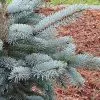 Picea Pungens (Glauca Group) Hoopsii | 7 Litre Pot -All Plants Sales Store PL30004738 26e3