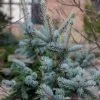 Picea Pungens Karaten | 3L Pot -All Plants Sales Store PL30004739 8610