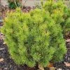 Pinus Mugo Winter Gold | 2 Litre Pot -All Plants Sales Store PL30004741 ce21