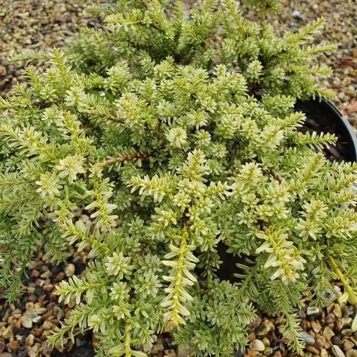 Podocarpus Nivalis Kilworth Cream | 2L Pot 3 Podocarpus Nivalis Kilworth Cream | 2L Pot