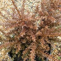 Podocarpus Red Embers | 3 Litre Pot