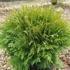 Thuja Occidentalis Danica | 3L Pot 1 Thuja Occidentalis Danica | 3L Pot -All Plants Sales Store PL30004748 b7b0