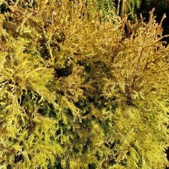 Thuja Occidentalis Rheingold | 3L Pot