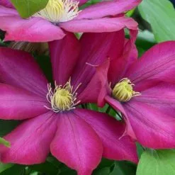 Clematis Bourbon ('Evipo018') (PBR) | 3L Pot
