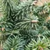 Abies Balsamea (Hudsonia Group) Nana | 2 Litre Pot 1 Abies Balsamea (Hudsonia Group) Nana | 2 Litre Pot -All Plants Sales Store PL30004793 666d
