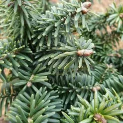 Abies Balsamea (Hudsonia Group) Nana | 2 Litre Pot