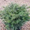 Picea Abies Little Gem | 2L Pot -All Plants Sales Store PL30004795 89e2
