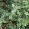 Abies Pinsapo Aurea | 2 Litre Pot -All Plants Sales Store PL30004797 2a18