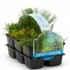 Oxygen Plants | 6 X 9cm Pots -All Plants Sales Store PL30004853 d822